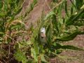 Cheiracanthium punctorium